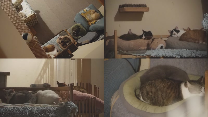 【2025-11-26 02点场】喵放送：喵放送☀️喵呜~