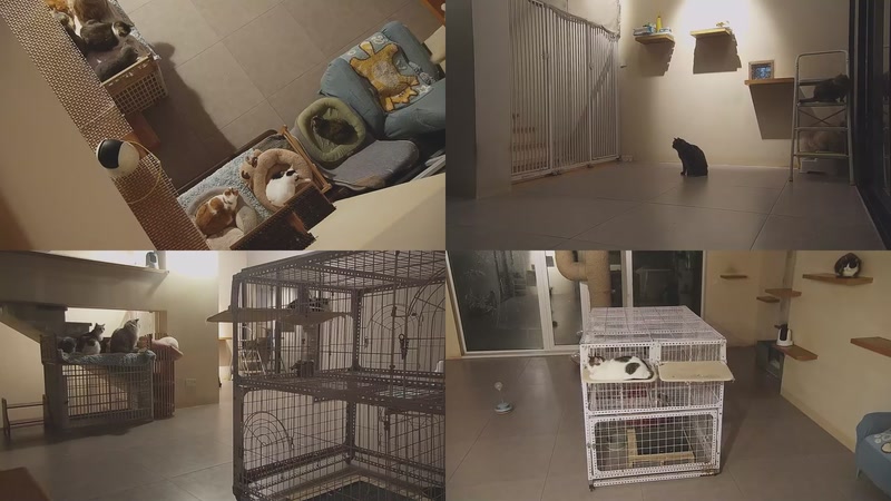 【2025-11-26 18点场】喵放送：喵放送☀️喵呜~