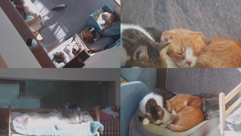 【2025-11-26 08点场】喵放送：喵放送☀️喵呜~