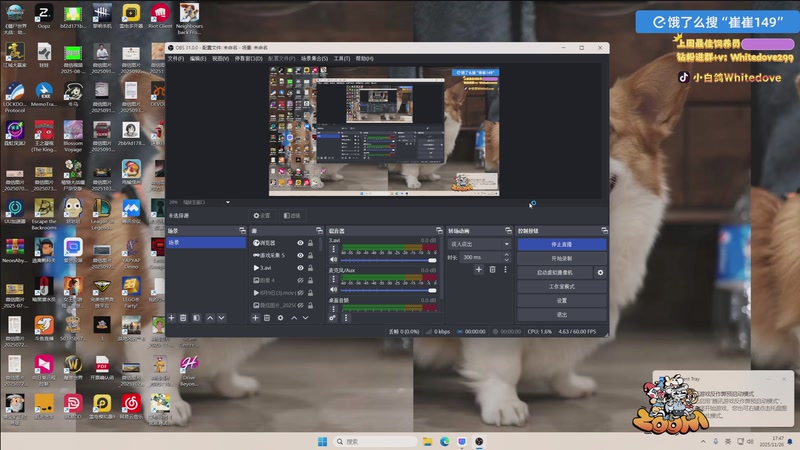 【2025-11-26 17点场】小白鸽WhiteDove：【小白鸽】来这里钓鱼就好！
