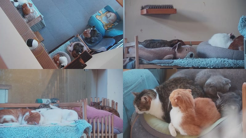 【2025-11-26 06点场】喵放送：喵放送☀️喵呜~