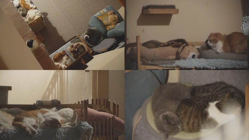 【2025-11-26 04点场】喵放送：喵放送☀️喵呜~