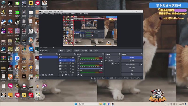 【2025-11-26 16点场】小白鸽WhiteDove：【小白鸽】来这里钓鱼就好！