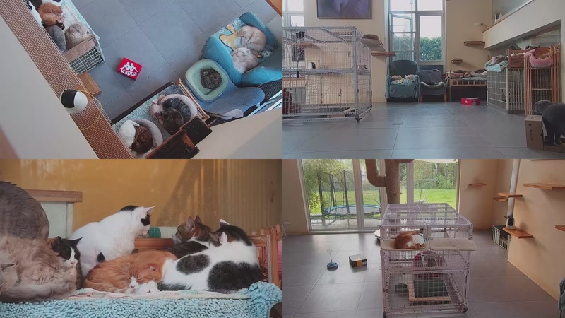 【2025-11-27 06点场】喵放送：喵放送☀️喵呜~