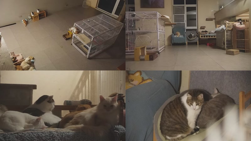 【2025-11-26 22点场】喵放送：喵放送☀️喵呜~