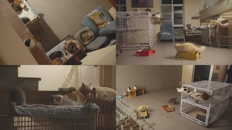 【2025-11-27 20点场】喵放送：喵放送☀️喵呜~