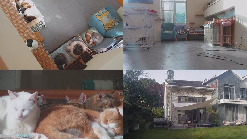 【2025-11-27 14点场】喵放送：喵放送☀️喵呜~