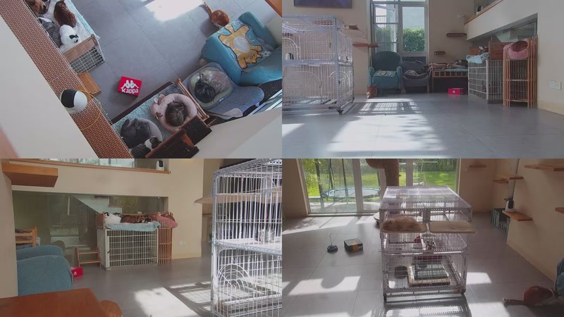 【2025-11-27 10点场】喵放送：喵放送☀️喵呜~