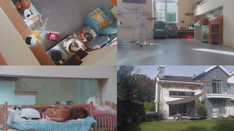 【2025-11-27 12点场】喵放送：喵放送☀️喵呜~