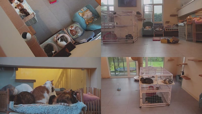 【2025-11-27 16点场】喵放送：喵放送☀️喵呜~