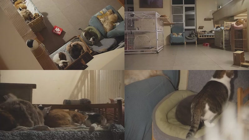 【2025-11-27 04点场】喵放送：喵放送☀️喵呜~