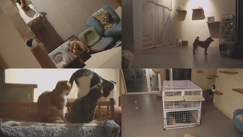 【2025-11-27 18点场】喵放送：喵放送☀️喵呜~