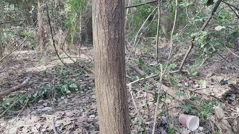 【2025-11-27 11点场】主播阿郎：户外生存2Day9