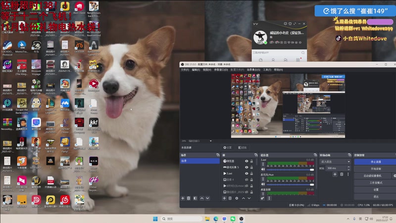 【2025-11-27 17点场】小白鸽WhiteDove：【小白鸽】钻粉限时138！！