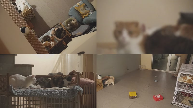 【2025-11-28 00点场】喵放送：喵放送☀️喵呜~