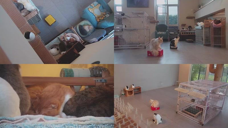 【2025-11-28 16点场】喵放送：喵放送☀️喵呜~