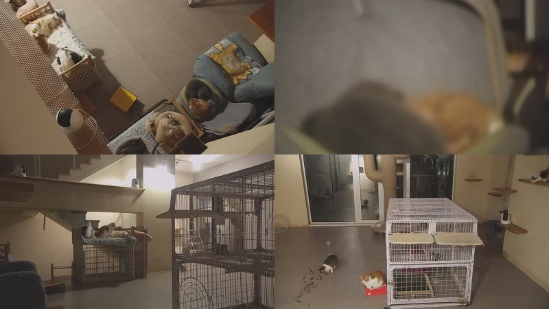 【2025-11-28 20点场】喵放送：喵放送☀️喵呜~