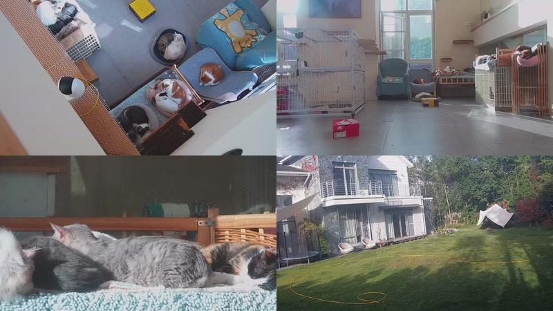 【2025-11-28 14点场】喵放送：喵放送☀️喵呜~