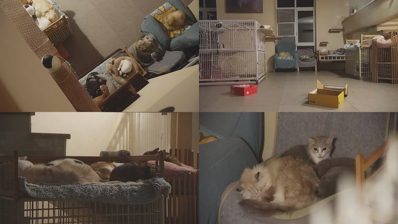 【2025-11-27 22点场】喵放送：喵放送☀️喵呜~