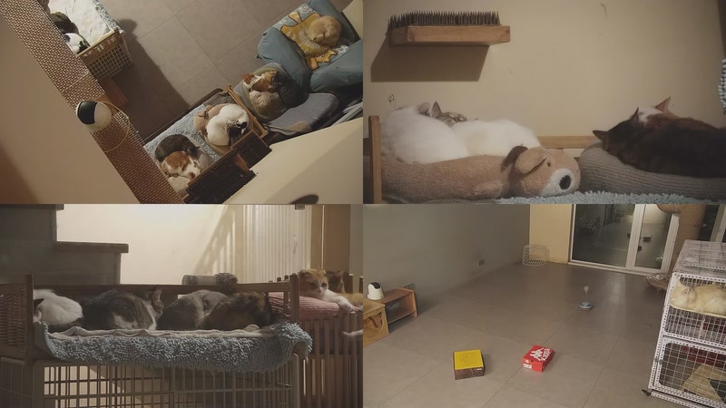 【2025-11-28 06点场】喵放送：喵放送☀️喵呜~