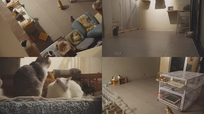 【2025-11-28 18点场】喵放送：喵放送☀️喵呜~