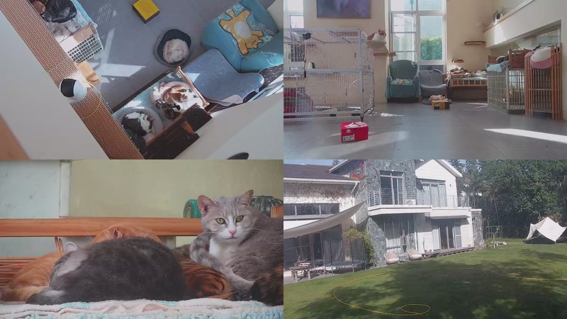 【2025-11-28 12点场】喵放送：喵放送☀️喵呜~