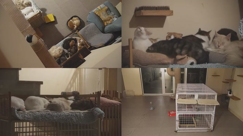 【2025-11-29 02点场】喵放送：喵放送☀️喵呜~