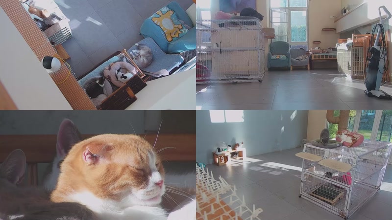 【2025-11-29 14点场】喵放送：喵放送☀️喵呜~