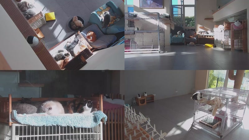 【2025-11-29 08点场】喵放送：喵放送☀️喵呜~