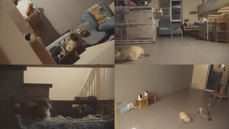 【2025-11-29 20点场】喵放送：喵放送☀️喵呜~