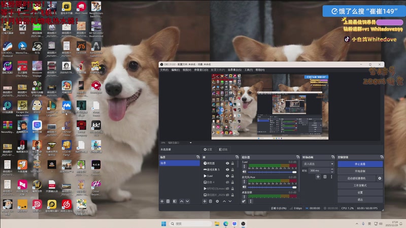 【2025-11-29 17点场】小白鸽WhiteDove：【小白鸽】钻粉限时138！！