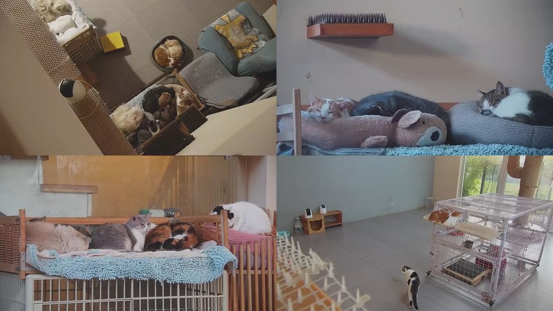 【2025-11-29 06点场】喵放送：喵放送☀️喵呜~