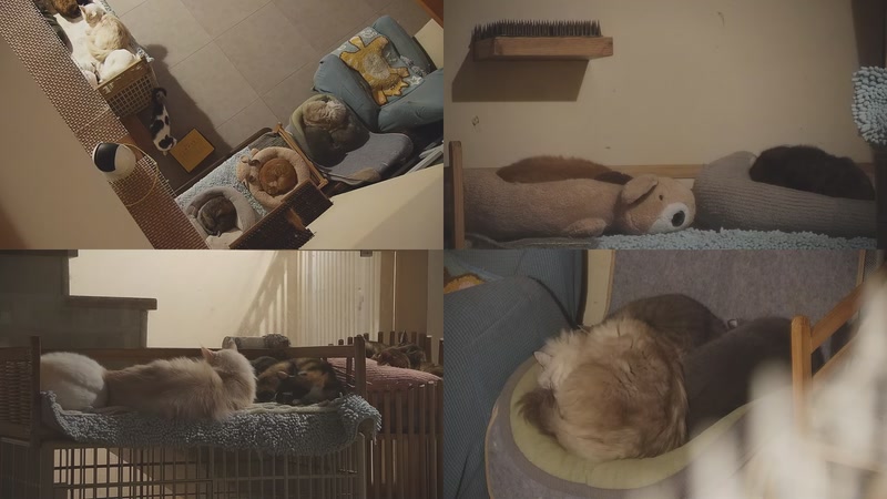 【2025-11-28 22点场】喵放送：喵放送☀️喵呜~