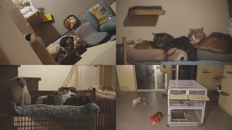 【2025-11-29 04点场】喵放送：喵放送☀️喵呜~