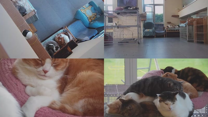 【2025-11-30 06点场】喵放送：喵放送☀️喵呜~