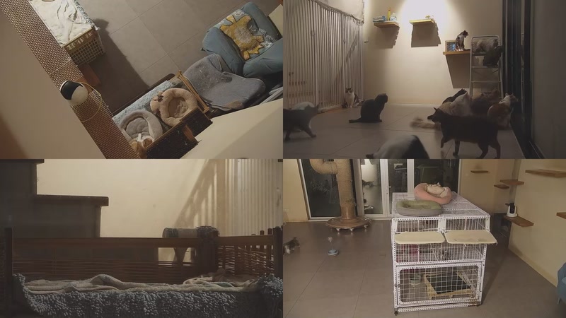 【2025-11-30 18点场】喵放送：喵放送☀️喵呜~