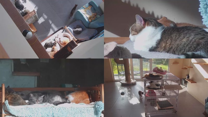 【2025-11-30 08点场】喵放送：喵放送☀️喵呜~