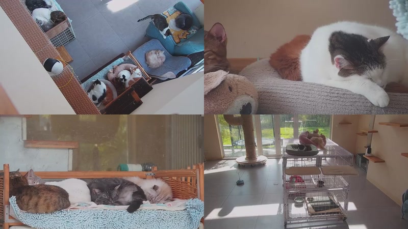 【2025-11-30 10点场】喵放送：喵放送☀️喵呜~