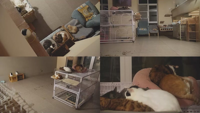 【2025-11-30 00点场】喵放送：喵放送☀️喵呜~