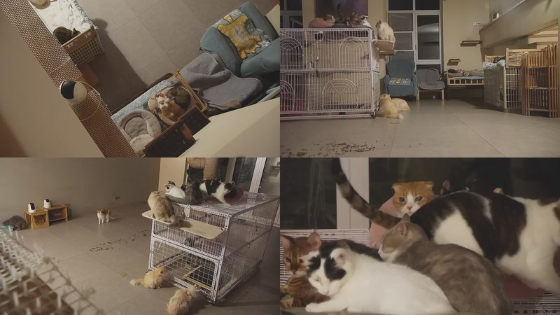 【2025-11-29 22点场】喵放送：喵放送☀️喵呜~