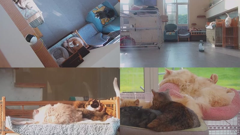 【2025-12-01 14点场】喵放送：喵放送☀️喵呜~