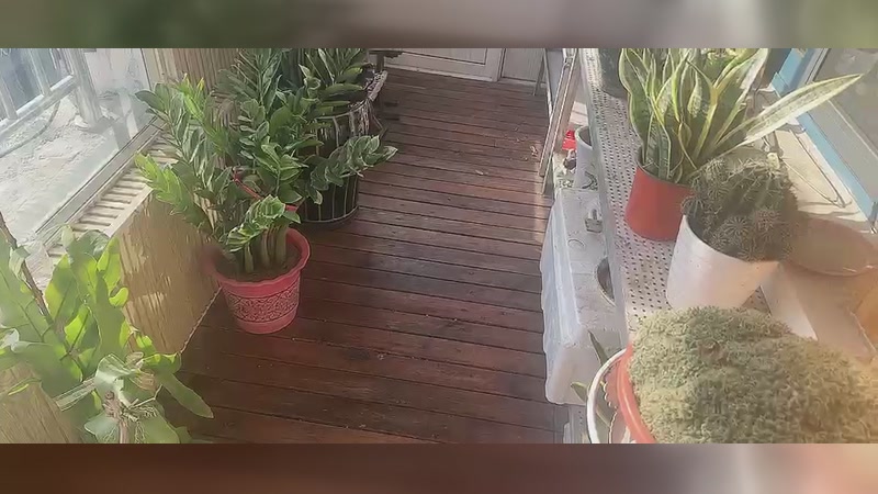 【2025-12-01 13点场】驴酱的冯雨大王：冯雨：我很好，你们好吗？