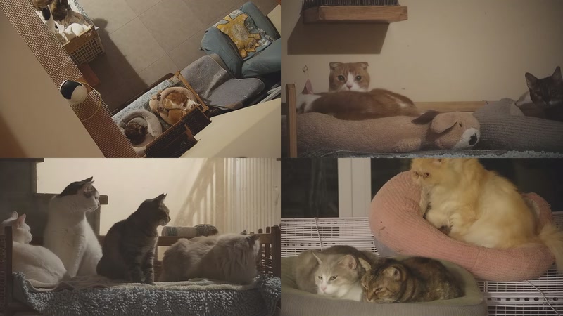 【2025-12-01 02点场】喵放送：喵放送☀️喵呜~