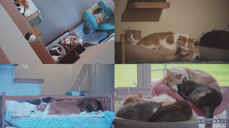 【2025-12-01 06点场】喵放送：喵放送☀️喵呜~