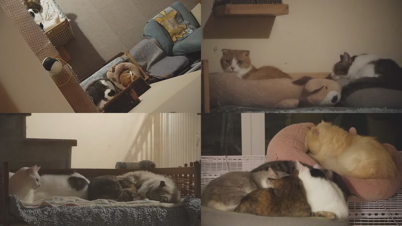 【2025-12-01 00点场】喵放送：喵放送☀️喵呜~