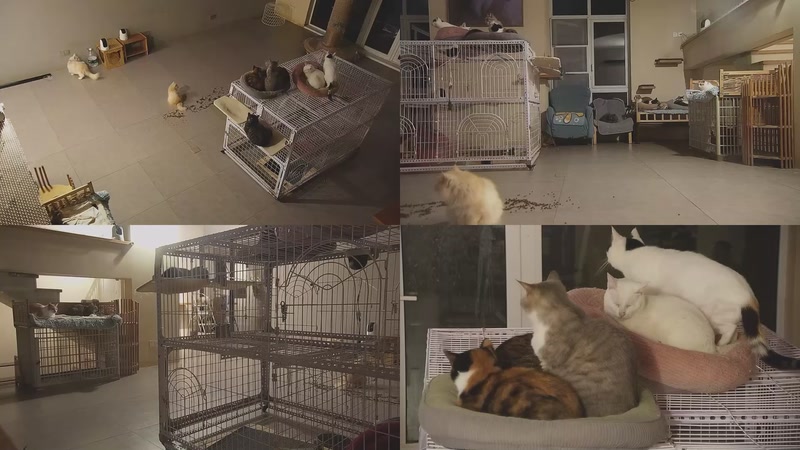 【2025-12-01 20点场】喵放送：喵放送☀️喵呜~