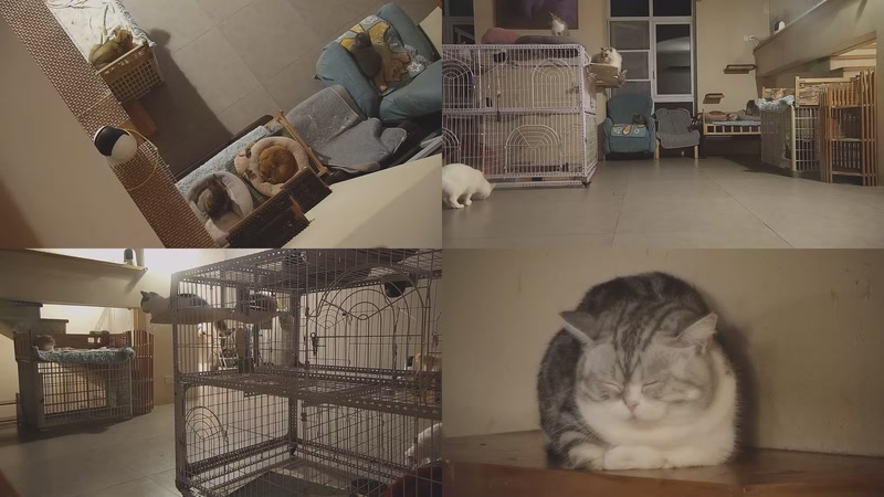 【2025-12-01 18点场】喵放送：喵放送☀️喵呜~