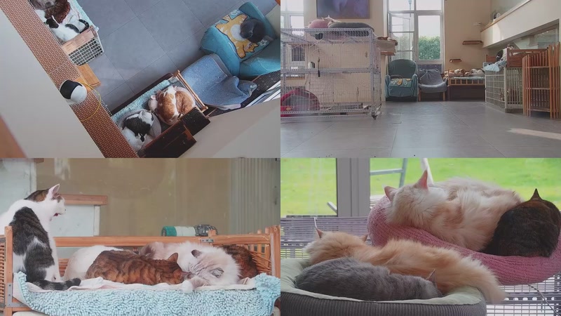 【2025-12-01 12点场】喵放送：喵放送☀️喵呜~