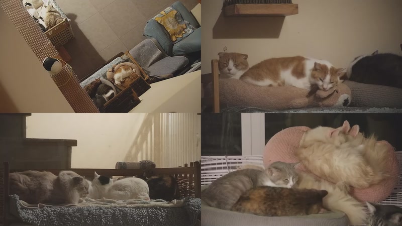 【2025-12-01 04点场】喵放送：喵放送☀️喵呜~