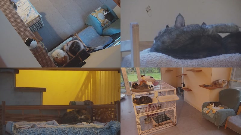 【2025-12-02 16点场】喵放送：喵放送☀️喵呜~